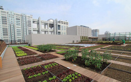 Với diện tích đến 1000m², trang trại Dakakker trồng đủ loại rau và thảo dược sạch để cung cấp cho một số nhà hàng. (Ảnh: Việt Nam Net)