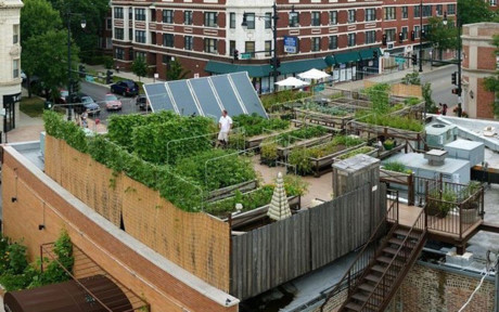 Nhà hàng Uncommon Ground (Chicago, Mỹ) thu hút khách nhờ một vườn rau nhỏ rộng 190m2 trên sân thượng. (Ảnh: Kiến Thức)