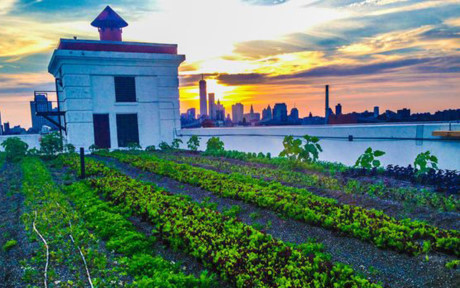 Sở hữu diện tích trên 10.000m², không gian mênh mông của trang trại Brooklyn Grange (Mỹ) - trang trại sân thượng lớn nhất trên thế giới mỗi năm cung cấp hơn 200 tấn rau hữu cơ các loại cho các nhà hàng, người dân trong vùng. (Ảnh: Dân Việt)