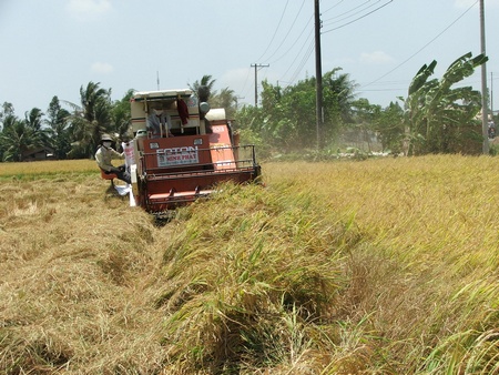 Tiết kiệm, sử dụng nước hợp lý đối với cây lúa theo phương pháp “nông, lộ, phơi” sẽ giảm ô nhiễm môi trường. Ảnh chụp tại tỉnh An Giang