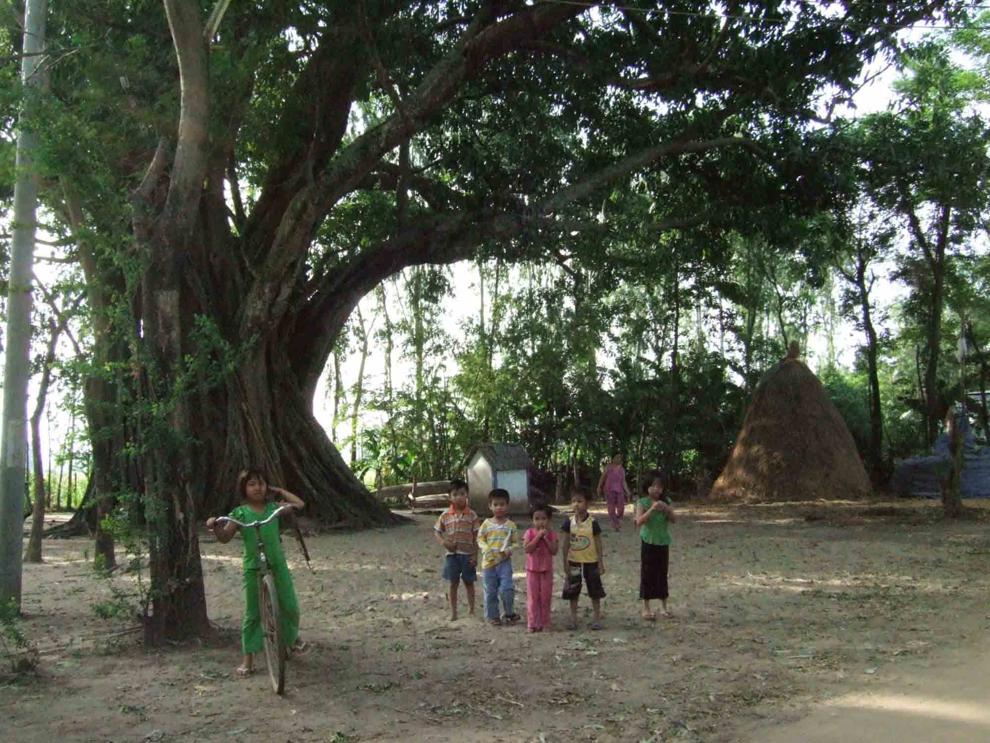 Dưới cây da có một chiếc miếu thờ (trong ảnh, trẻ em vô tư vui đùa dưới gốc cây da dợp bóng mát).
