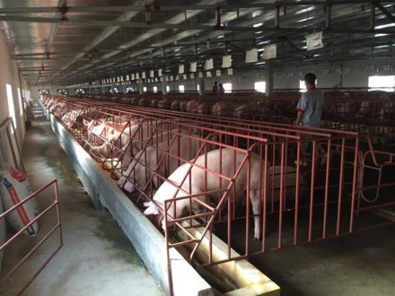 Một trang trại chăn nuôi lợn quy mô 15.000 con lợn thịt tại Ứng Hòa (Hà Nội). Ảnh: Thế Anh