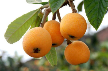 Quả biwa được nhiều cửa hàng trái cây nhập ngoại ở Việt Nam bán với giá từ 3 - 4 triệu đồng. (Ảnh: Báo Dân trí)