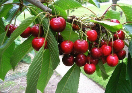 Một loại quả khác mà người Việt rất ưa chuộng là cherry, được bán tại các cửa hàng Hà Nội, TP HCM với giá dao động từ 400.000 - 1 triệu đồng một kg (tùy thời điểm) cũng có giá bán rất bình dân tại châu Âu và Mỹ. (Ảnh: treeplantation.com)