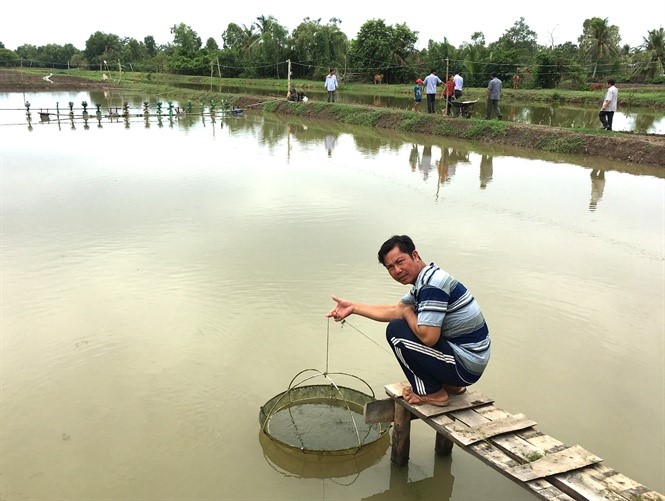 Ruộng nuôi tôm sạch của Giám đốc HTX Nông ngư Hòa Đê