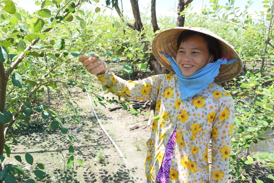 Vườn táo của gia đình chị Trần Mỹ Dung hứa hẹn mùa vụ bội thu.