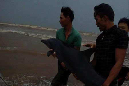 Người dân xã Diễn Hải giải cứu cá heo trước cơn bão số 2. ảnh: Tình Quỳnh