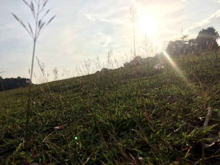 Trảng cỏ trên đồi chiều thảo nguyên.