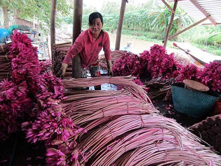 Bông súng xứ này màu sắc đẹp tự nhiên, cọng xốp, mùi vị thơm ngon