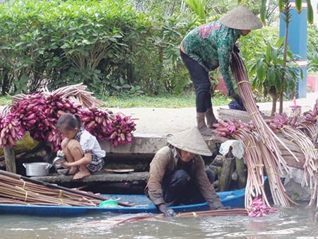 Trung bình 1ha mặt nước trồng bông súng kết hợp nuôi cá, một năm có thể thu nhập vài chục triệu đồng.