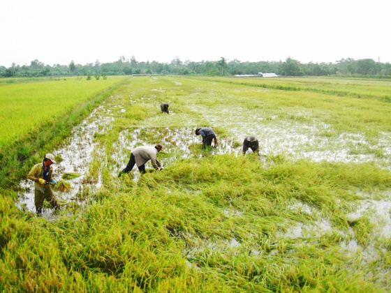 Nông dân Long An thu hoạch lúa do ảnh hưởng mưa lũ gây ngập