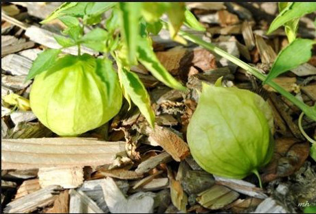 Bởi ở Việt Nam, tầm bóp hay còn gọi là quả thù lù là một trong những loại quả dại mọc hoang nhiều ở vùng nông thôn.