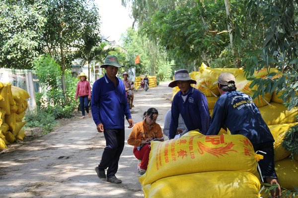 Nông dân 5 xã cù lao Tây (Thanh Bình- Đồng Tháp) hồ hởi thu hoạch vụ nếp trong ô đê bao