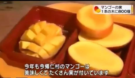 Không chỉ siêu trái mà nó còn rất được ưa chuộng vì vị ngọt thanh. Nguồn ảnh: Video Danviet, Asahi.