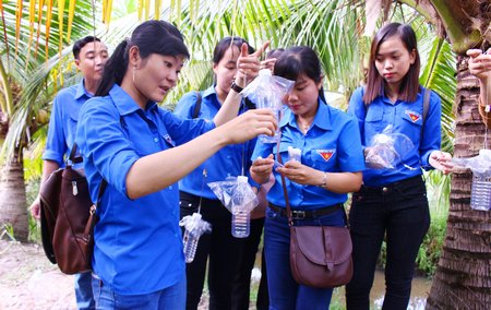 Các bạn trẻ tham gia thả ong ký sinh bọ cánh cứng gây hại vườn dừa các hộ dân ở Hiếu Nhơn   