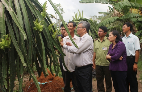 Đoàn khảo sát thực tế tại vườn trồng thanh long ruột đỏ của nông dân xã Mỹ Lộc.
