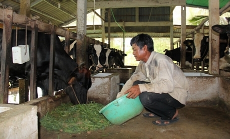 Gia đình anh Thạch Ngọc Khương hiện nay đã phát triển đàn bò lên 17 con, anh cho biết nhờ nuôi bò sữa kinh tế gia đình khấm khá hơn.