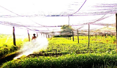 Rau sạch Phước Hanh, được trồng trong nhà lưới kín.