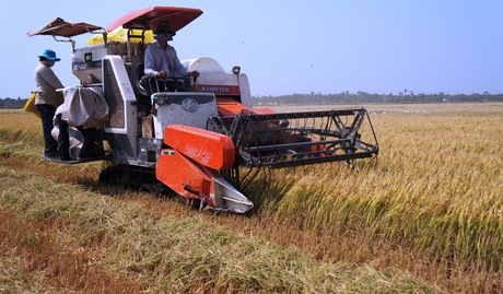 Hiện giá lúa  được thương lái hỏi mua ở mức giá cao hơn 1 tuần trước từ 100-200 đ/kg.