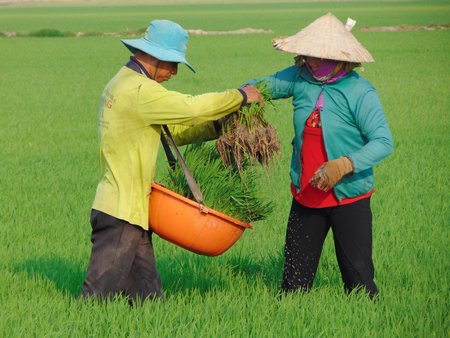 Làm lúa không phun thuốc trừ rầy giúp tiết kiệm chi phí sản xuất.