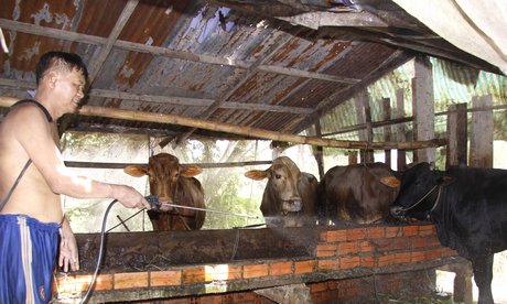 Từ khi bò bị bệnh, ngày nào anh Phan Văn Thuận cũng làm vệ sinh sạch sẽ chuồng trại và phun thuốc khử trùng.