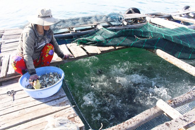  Người dân đang cho cá ăn trên bè neo ở biển.