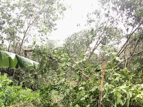 Cao su tại huyện Vĩnh Linh tỉnh Quảng Trị bị ngã đổ do bão.