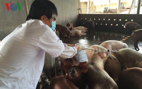 Đàn lợn  tại tỉnh Tiền Giang nuôi theo tiêu chuẩn VietGAP