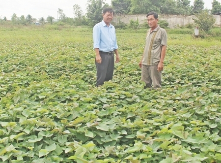 Ông Trần Văn Bảy (phải) là một trong những gương mặt tiêu biểu vừa được Trung ương Hội Nông dân Việt Nam tuyên dương sản xuất, kinh doanh giỏi toàn quốc.