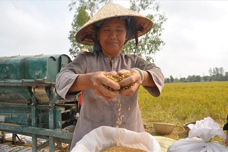 Lúa gạo - một nguồn tài nguyên thế mạnh của vùng ĐBSCL.