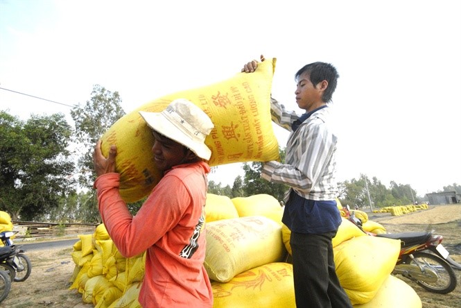 Thói quen bán lúa tươi tại ruộng ngay khi thu hoạch khiến không ít nông dân phải tiếc nuối khi giá tăng cao sau đó