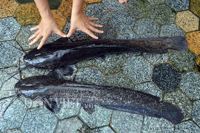 Theo gia đình chị Thảo, ngoài 4 con cá trê “khủng” này, gia đình còn bắt được nhiều con cá trê nhỏ khác, nên sẽ đem biếu tặng hàng xóm, người xung quanh. (Nguồn: Chúc Ly/Dân Việt)