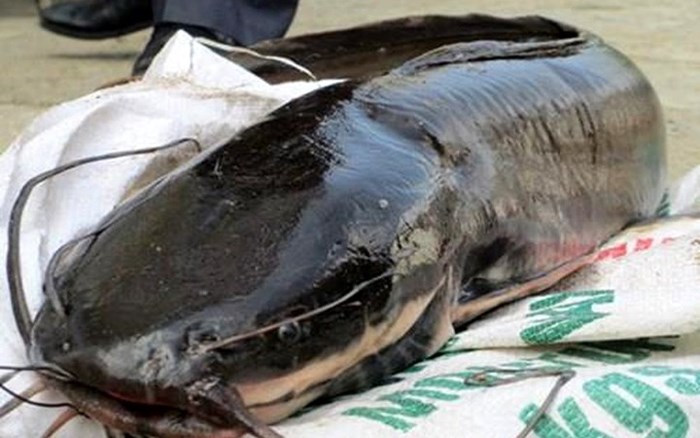 Trước đó, hồi tháng 8/2017, Báo Lao động dẫn lại từ báo Giaoduc.net.vn ảnh một con cá trê khủng được một ngư dân bắt được tại sông Bằng Giang (Cao Bằng)