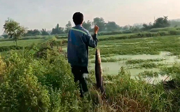 Tháng 5/2017, trên VnEpress cũng đưa tin ngày 8/5, người đàn ông cùng bạn tới đầm rau nhút ở phường Thạnh Xuân (quận 12, TP HCM) để cắm câu. (Nguồn: VnExpress)