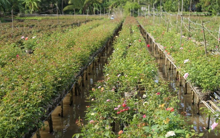 Hoa hồng rất được yêu thích nên được người dân trồng quanh năm. Dịp tết, nông dân còn trồng thêm các giống hồng mới.