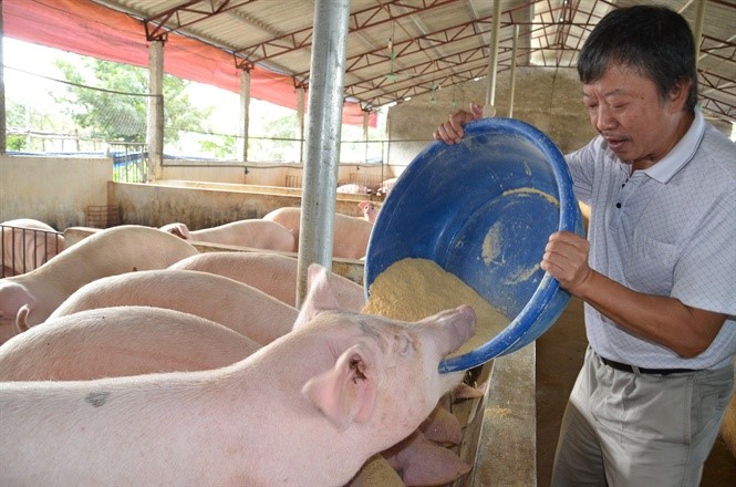 Anh Quang đang cho lợn ăn