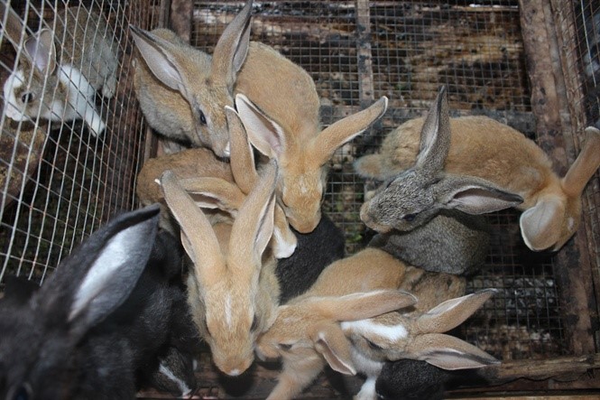 Mô hình nuôi thỏ và gà thả vườn của gia đình bà Lộc