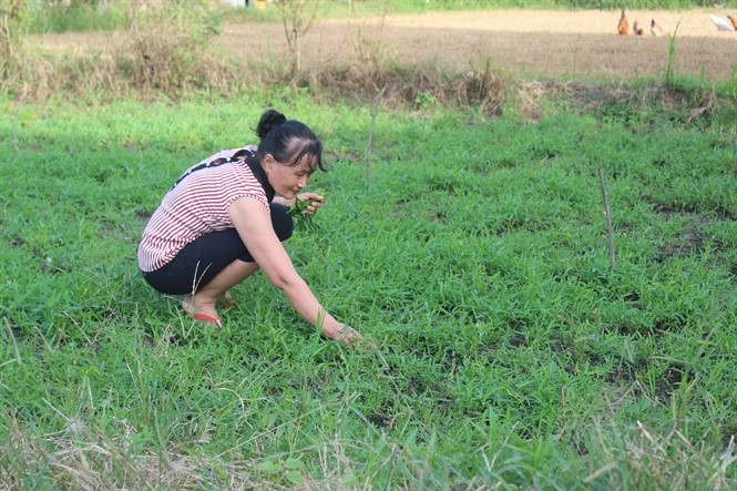 Bà Lộc trồng thêm lúa và rau muống để chủ động nguồn thức ăn cho thỏ và gà