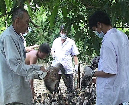 Cán bộ thú y tổ chức tiêm phòng đàn vịt tại xã Mỹ Thuận.