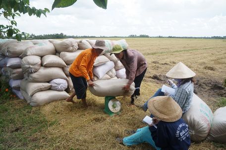 Trước đây, nếu thấy giá thấp, nông dân có thể phơi khô, trữ lúa chờ giá nhưng hiện với việc bán lúa tươi tại ruộng, nông dân luôn trong thế bị động