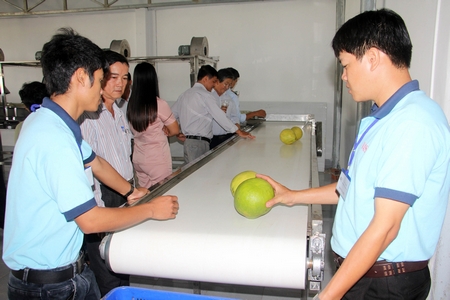 Công ty TNHH 1TV Khoa học nông nghiệp Việt Mekong dự kiến sẽ đầu tư dây chuyền sấy dẻo trái cây. Trong ảnh: Dây chuyền sơ chế nông sản của công ty đã đi vào hoạt động hơn một năm nay.