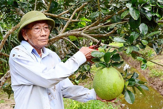 Tỷ phú Ông Văn Hùng, cựu chiến binh trồng bưởi trên Cù Lao Dung. Ảnh: VĂN NGỌC NHUẦN