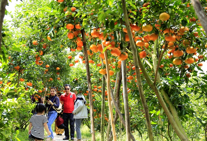 Bình mỗi ngày những vườn quýt như thế này tại Lai Vung thu hút khoảng 100 khách tham quan.