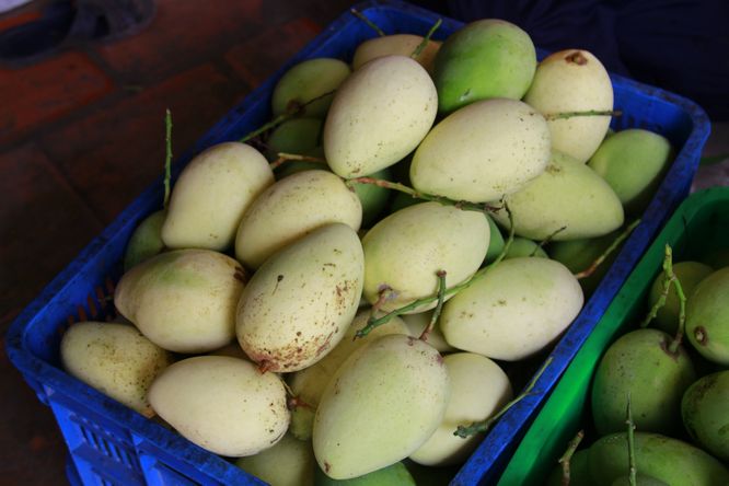  Đối với loại xoài bao trái đặc biệt, khi già trái xoài sẽ có màu vàng tươi rất đẹp được nhà vườn bán giá 27.000 đ/kg dùng để người dân chưng tết.