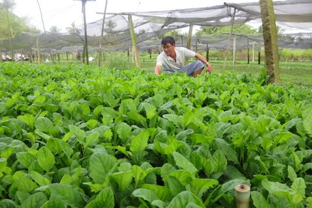 2 năm trở lại đây, nhiều người dân ở xã Thuận An trồng cải trời và sống khỏe nhờ loại rau này.