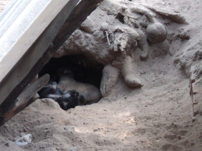 Chó xoáy Phú Quốc có đặc tính đào hang để trú ẩn và đẻ con