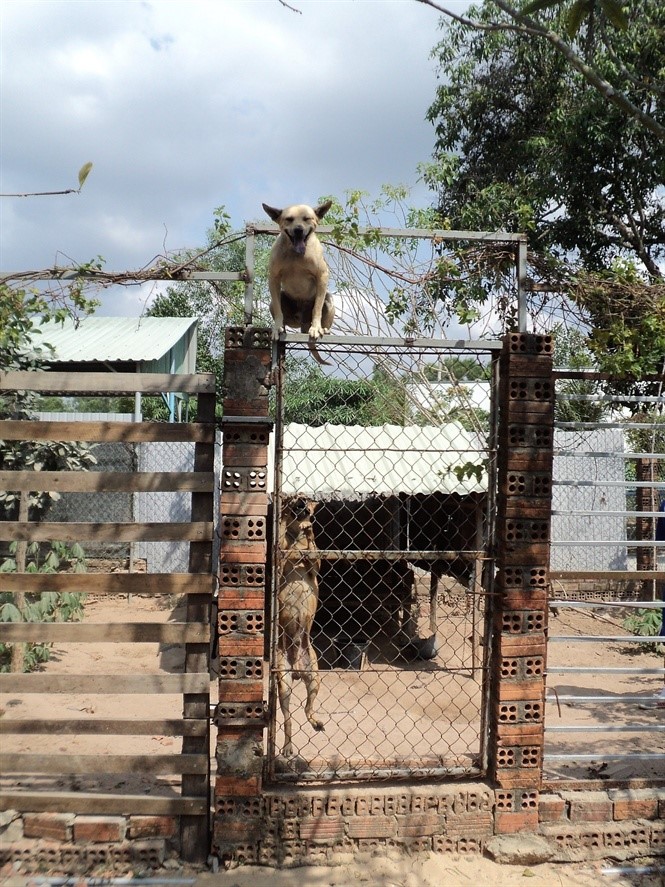 Chó xoáy Phú Quốc còn có biệt tài vượt qua hàng rào lưới P40 cao hơn 2 mét một cách dễ dàng