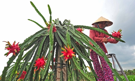 Phát triển diện tích trồng cây thanh long còn giúp giải quyết việc làm cho lao động nông thôn. Ảnh VINH HIỂN