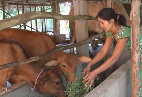 Mô hình chăn nuôi bò của đồng bào Khmer ấp Hóa Thành (xã Đông Thạnh).