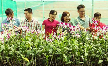  Mô hình trồng hoa lan Mokara của hộ Lâm Quốc Hưng (Trường An- TP Vĩnh Long) do Trung tâm Khuyến nông tỉnh chủ trì thực hiện trong năm 2017.